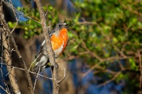Lejscik ohnivy - Petroica phoenicea - Flame Robin o8897